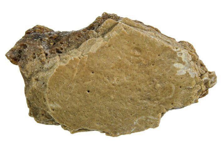 Fossil Tyrannosaur (T rex) Bone Section - Wyoming #352907